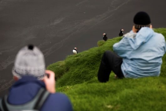 Ingolfshöfdi Cape bird watching