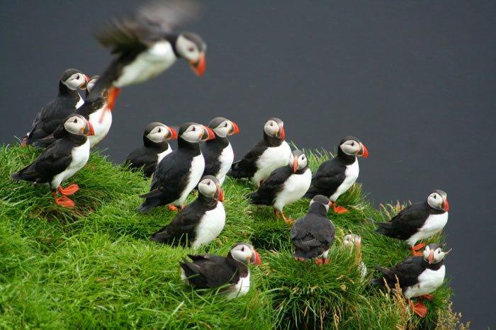 Ingolfshöfdi Cape puffins