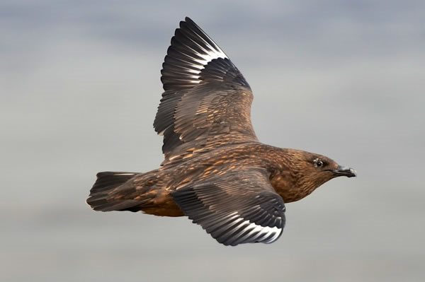 Ingolfshöfdi Cape bird watching tour