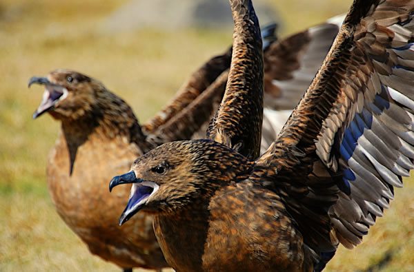 Ingolfshöfdi Cape bird watching tour