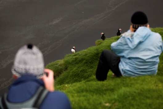 Puffins-Iceland-tour