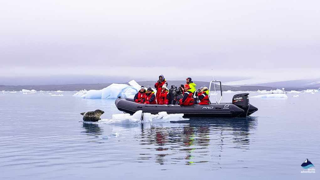 A Seal Relaxing On An Iceberg at Jokulsarlon Glacier Lagoon