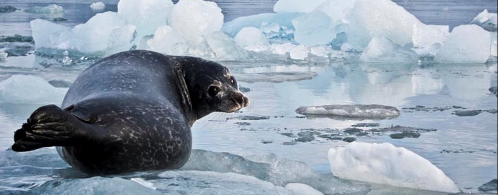 Jokulsarlon Glacier Lagoon Wildlife In Jokulsarlon Glacier Lagoon