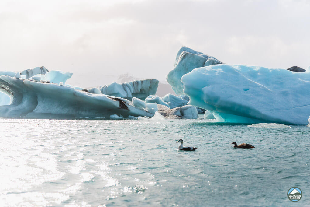 Wildlife at Jokulsarlon Glacier Lagoon with Beautiful Icebergs Floating Around