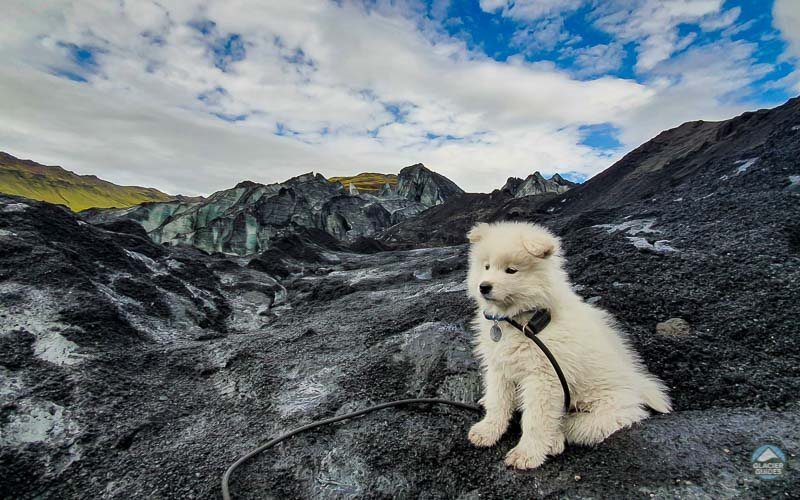 Bilbo, the glacier puppy Bilbo, the glacier puppy