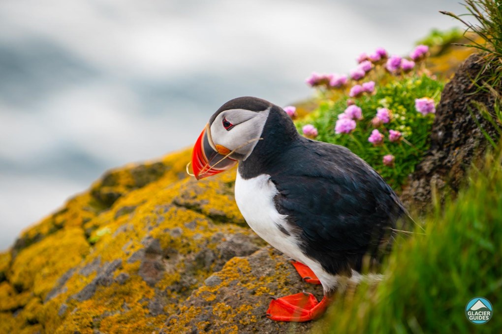 Puffin On Rock Cliff Near Flowers