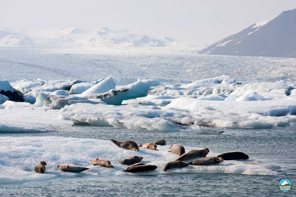 Seals On Iceberg In Iceland