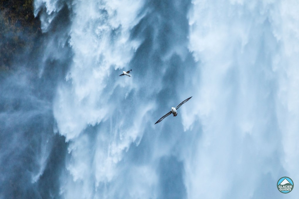 Two Birds Flying Close To Waterfall