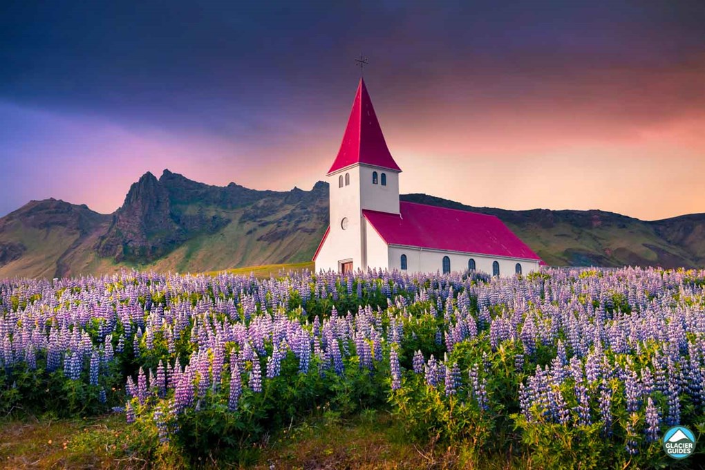 Vik Church And Lupine Flowers