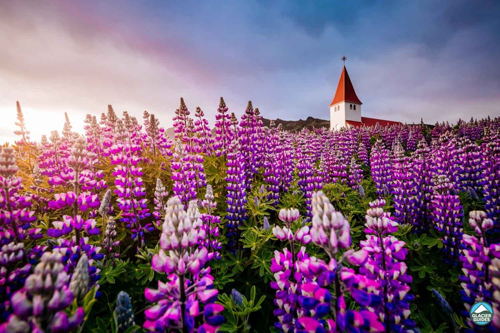 Lupine flower field and church in Vik