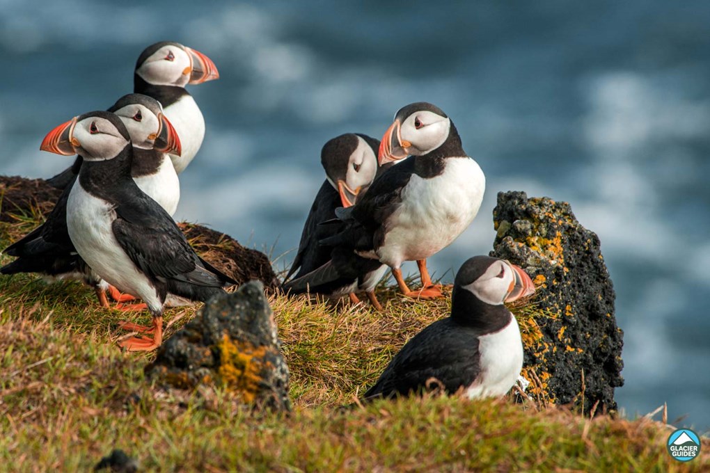 Group Of Puffins On Cliff in Iceland