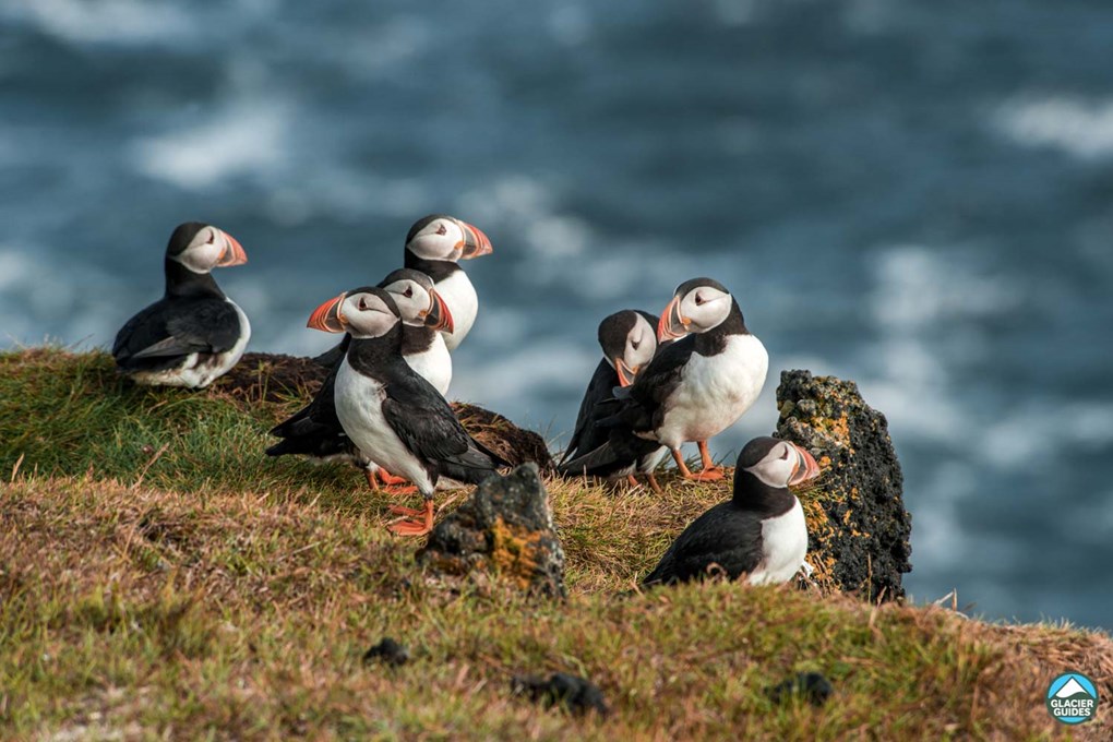 Puffins on Icelandic cliff