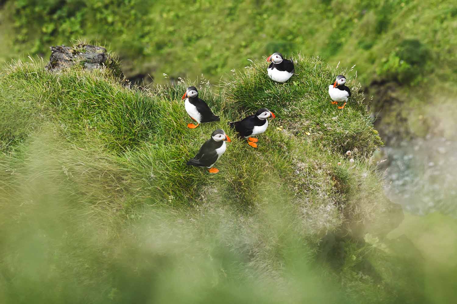 puffins in summer Iceland