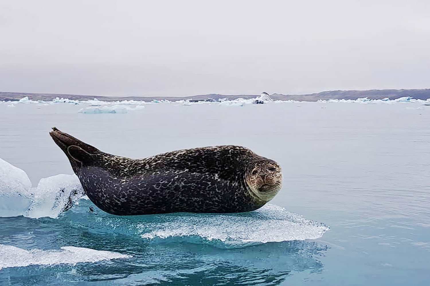 Seal is Chilling near the Glacier